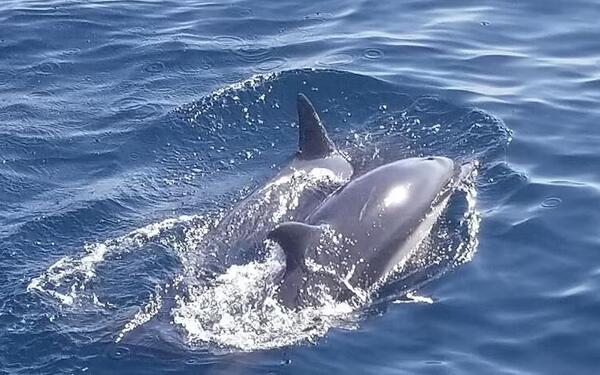 dolphins