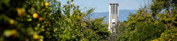 Bell tower behind UCR citrus trees